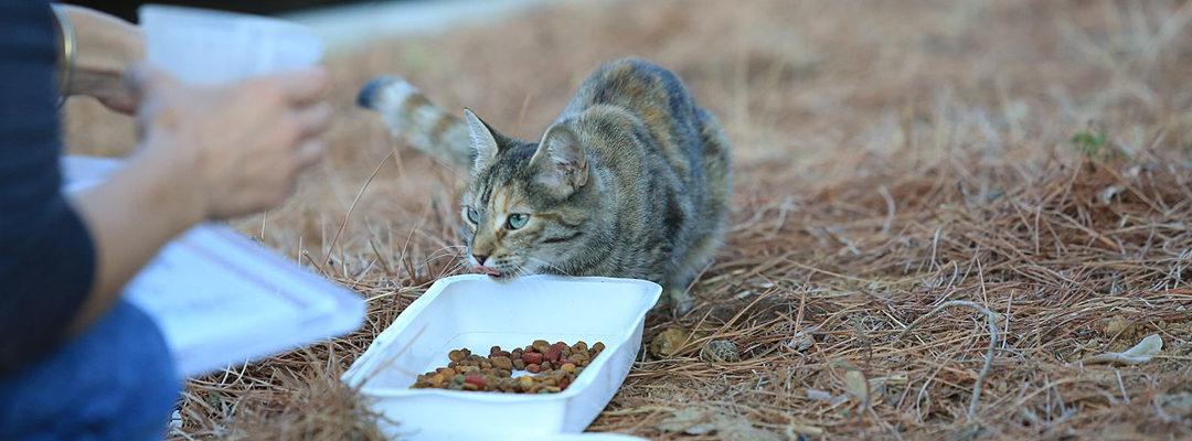 Capture de chats errants