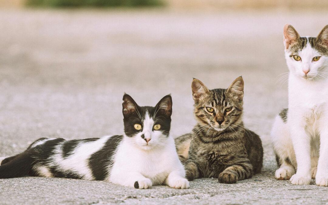 La Stérilisation des chats : La solution contre la Prolifération Féline